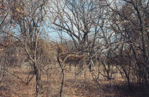 12miletreeD.jpg (29068 bytes)