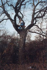 12miletreeE.jpg (18581 bytes)