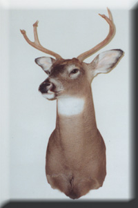 deerone.jpg (22250 bytes)