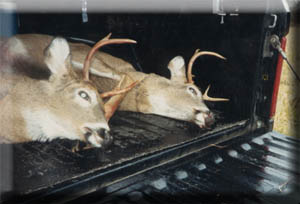deertrck1.jpg (19440 bytes)