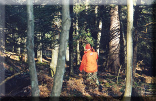 ebwalk.jpg (41336 bytes)