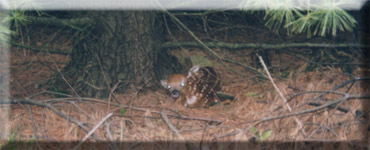 fawn.jpg (28397 bytes)
