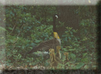 geese.jpg (18764 bytes)