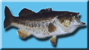 hopesfish.jpg (21671 bytes)