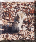 squirrel.jpg (26685 bytes)